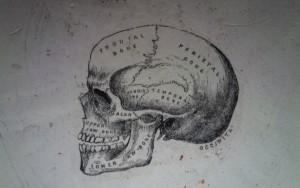 diagram of human skull